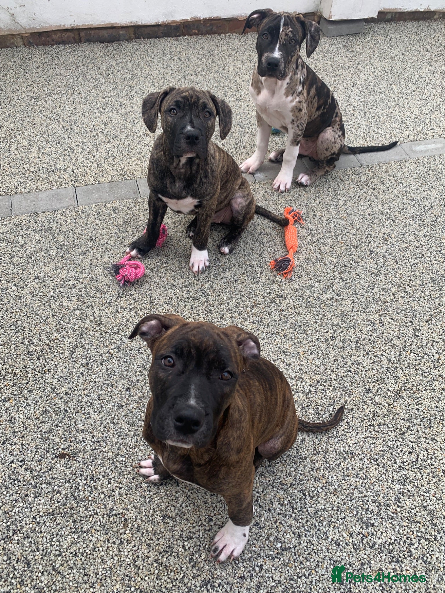 Mixed Breed dogs American Staff Terrier Cross Puppies Only 3 left! - Advert 18