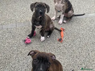 Mixed Breed dogs American Staff Terrier Cross Puppies Only 3 left! - Advert 18