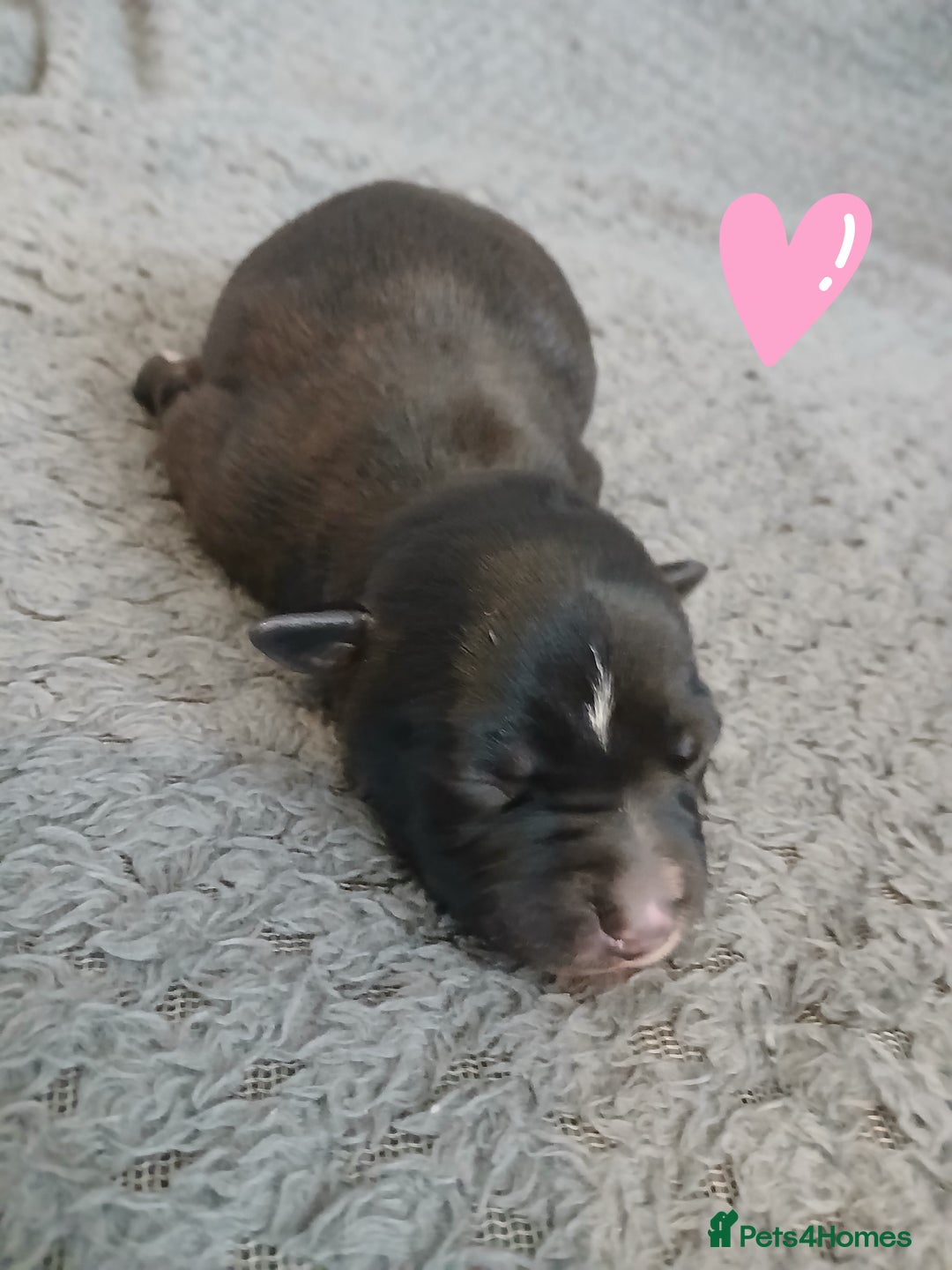 Staffordshire Bull Terrier dogs for sale: Black and blue staffing puppies  - Advert 8