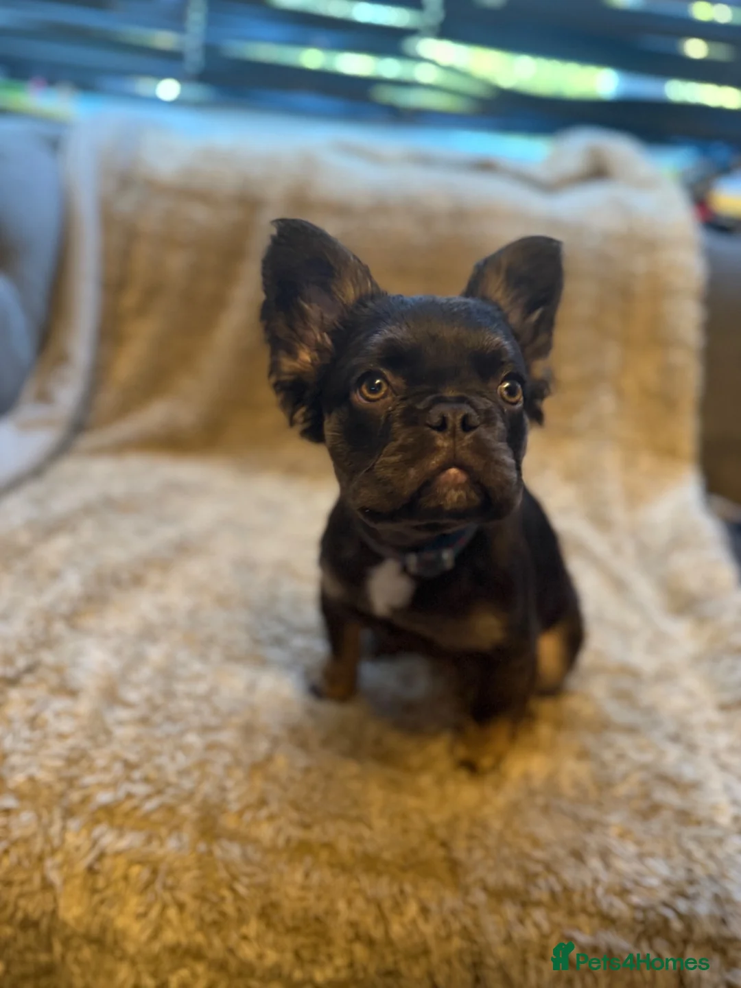 French Bulldog dogs for sale: Male fluffy French bulldog  - Advert 2