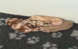 American Bully dogs for sale: Pocket bully puppies  - Image 2