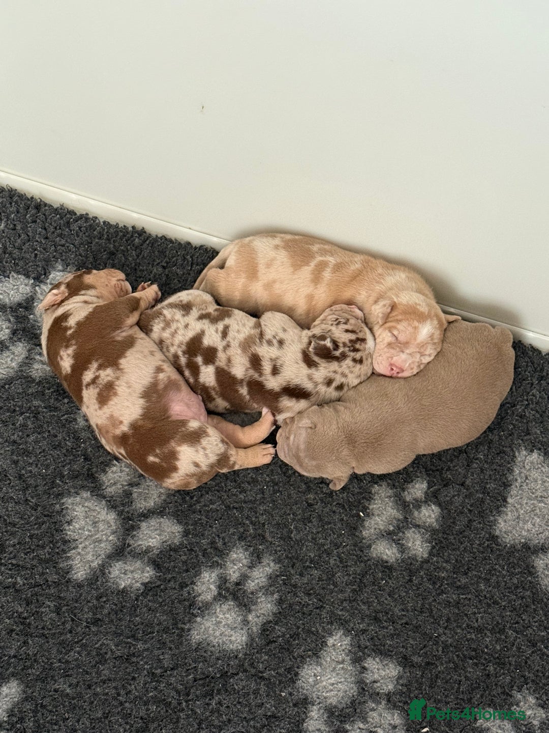 American Bully dogs for sale: Pocket bully puppies  - Image 2
