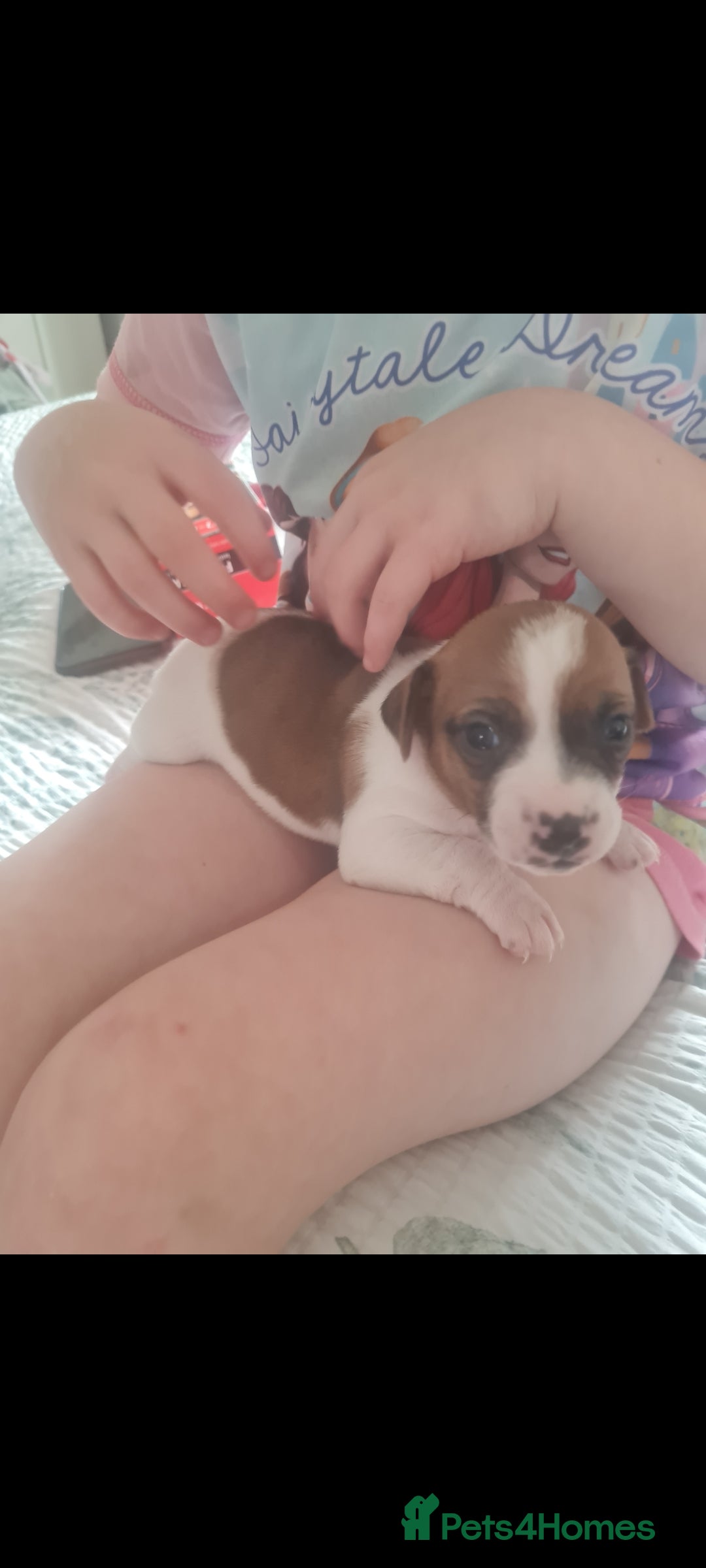 Jack Russell dogs for sale: 9 weeks old Jack Russel puppy's  - Image 4