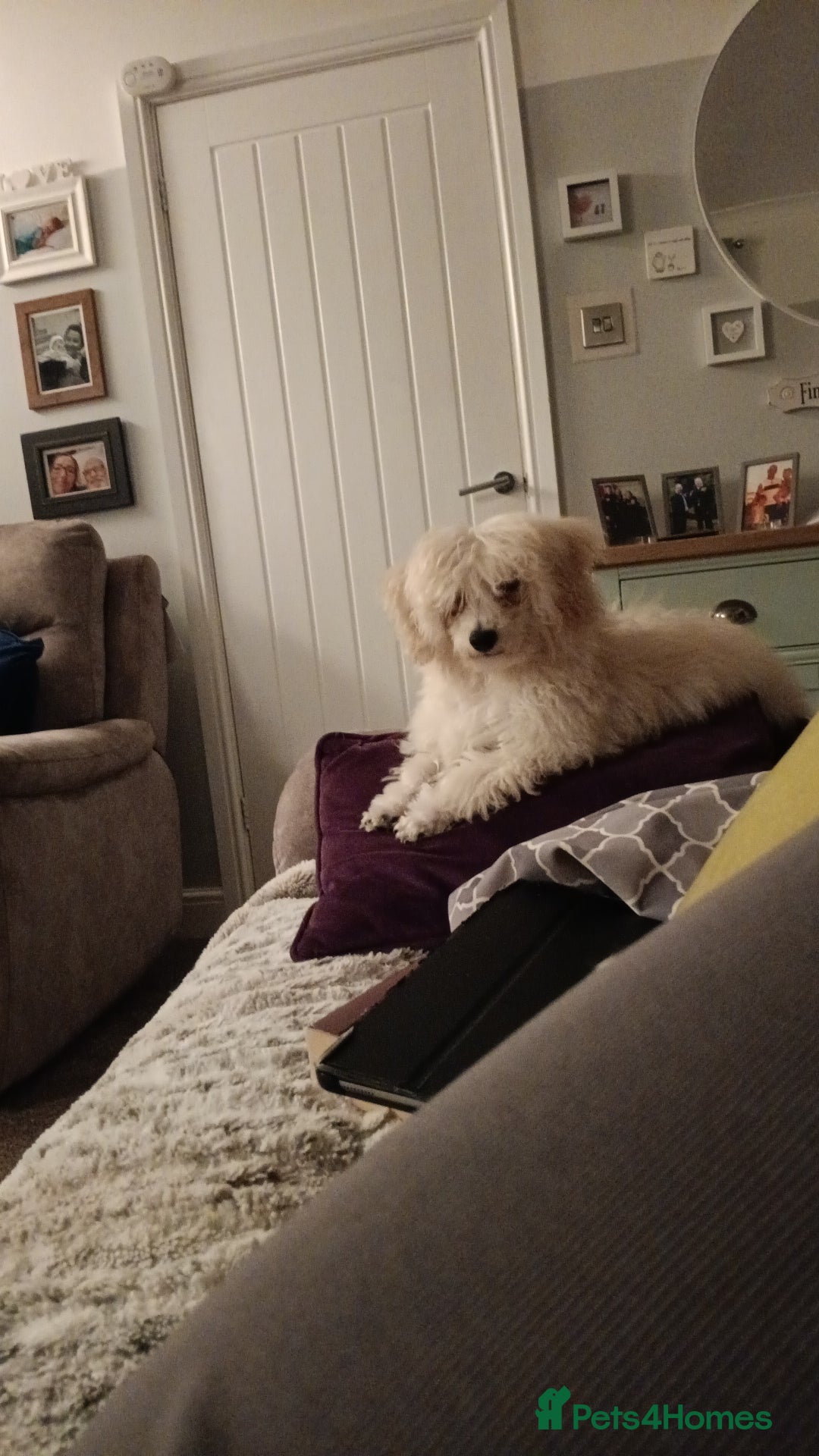 Maltipoo dogs for sale: Maltipoo 1 year old  - Advert 4