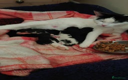 Mixed Breed cats for sale: Adorable kitten - Image 4