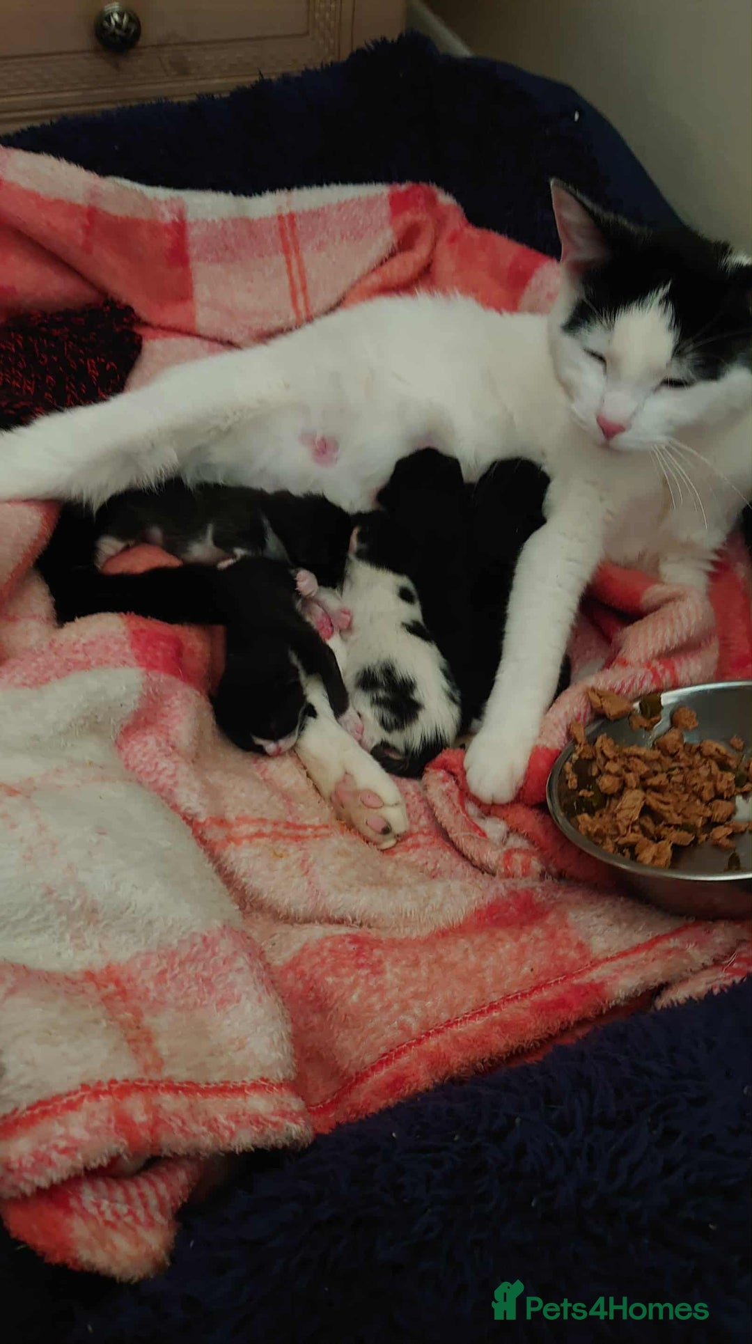 Mixed Breed cats for sale: Adorable kitten - Image 4