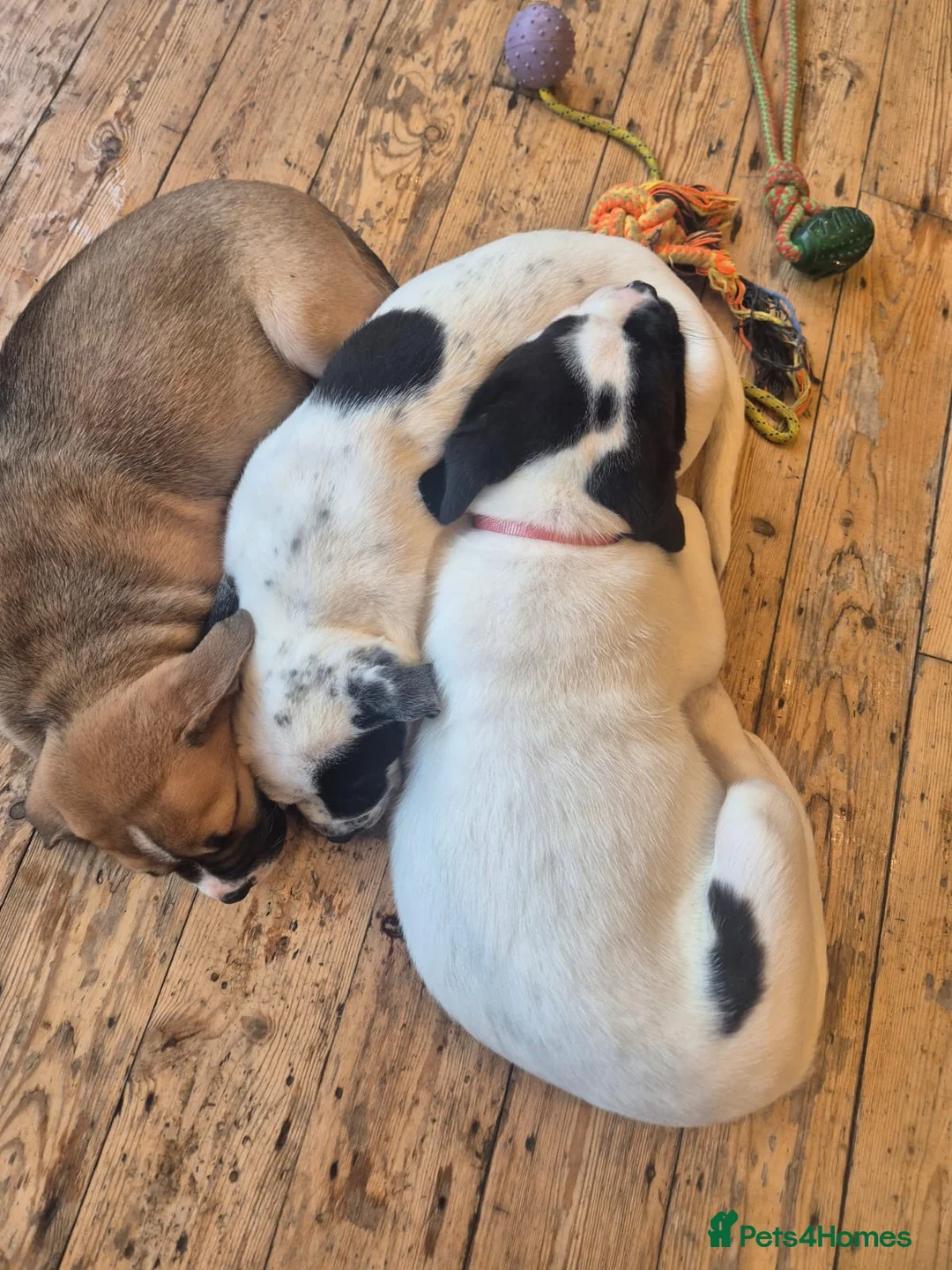 Mixed Breed dogs for sale: Puppys for sale  - Advert 4