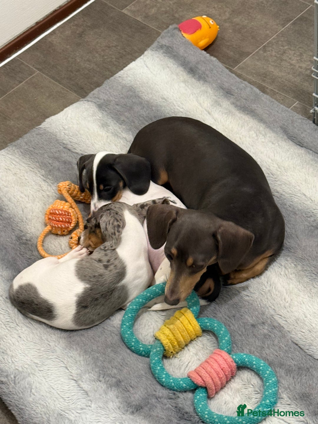 Dachshund dogs for sale: Miniature dachshund pups  - Advert 7