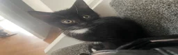 Mixed Breed cats for sale: Adorable moggy kittens ready now - Advert 7