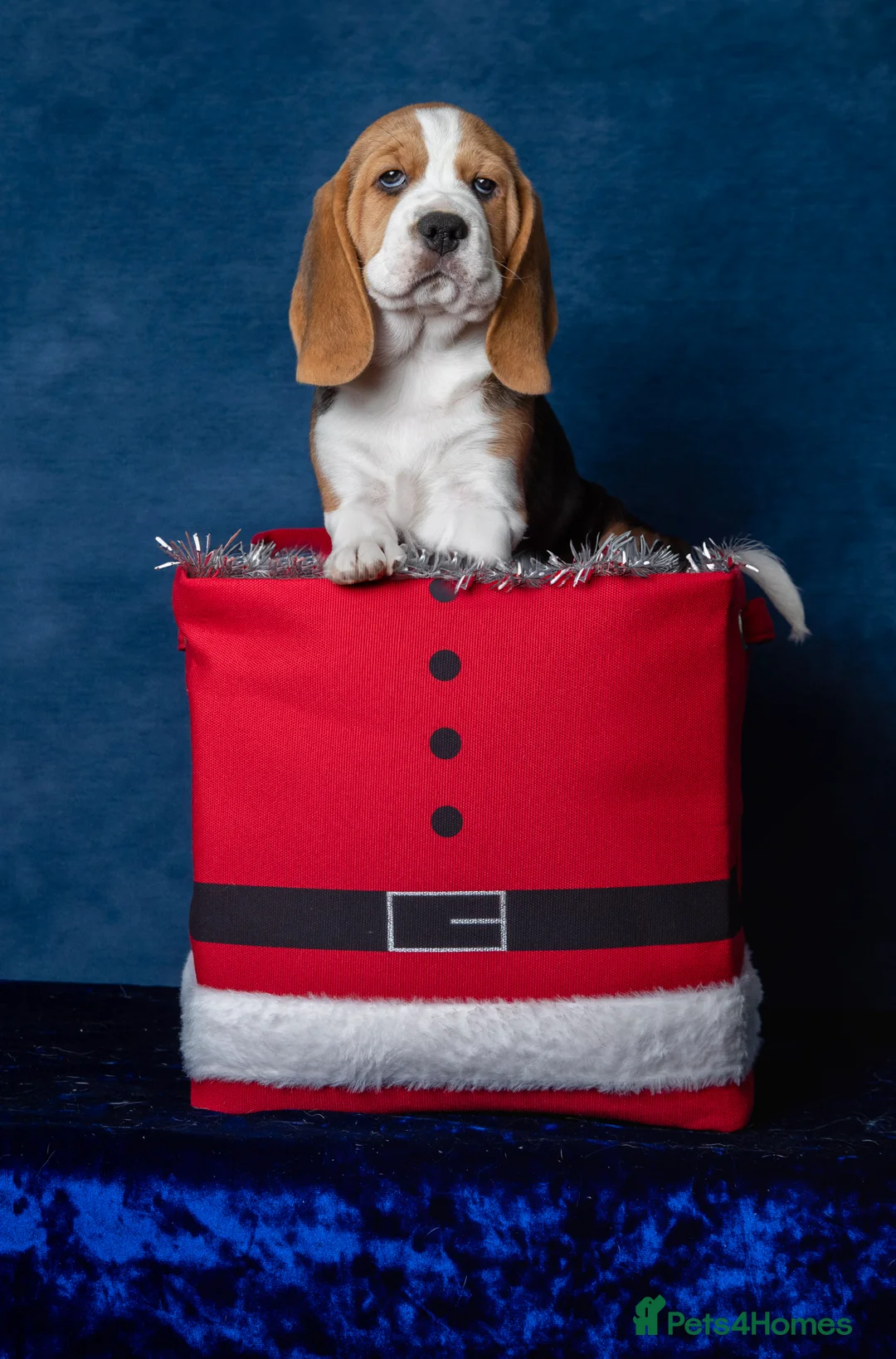 Beagle dogs for sale: CH Sired, Fully Health Tested, KC Reg, Beagle Pups - Advert 24