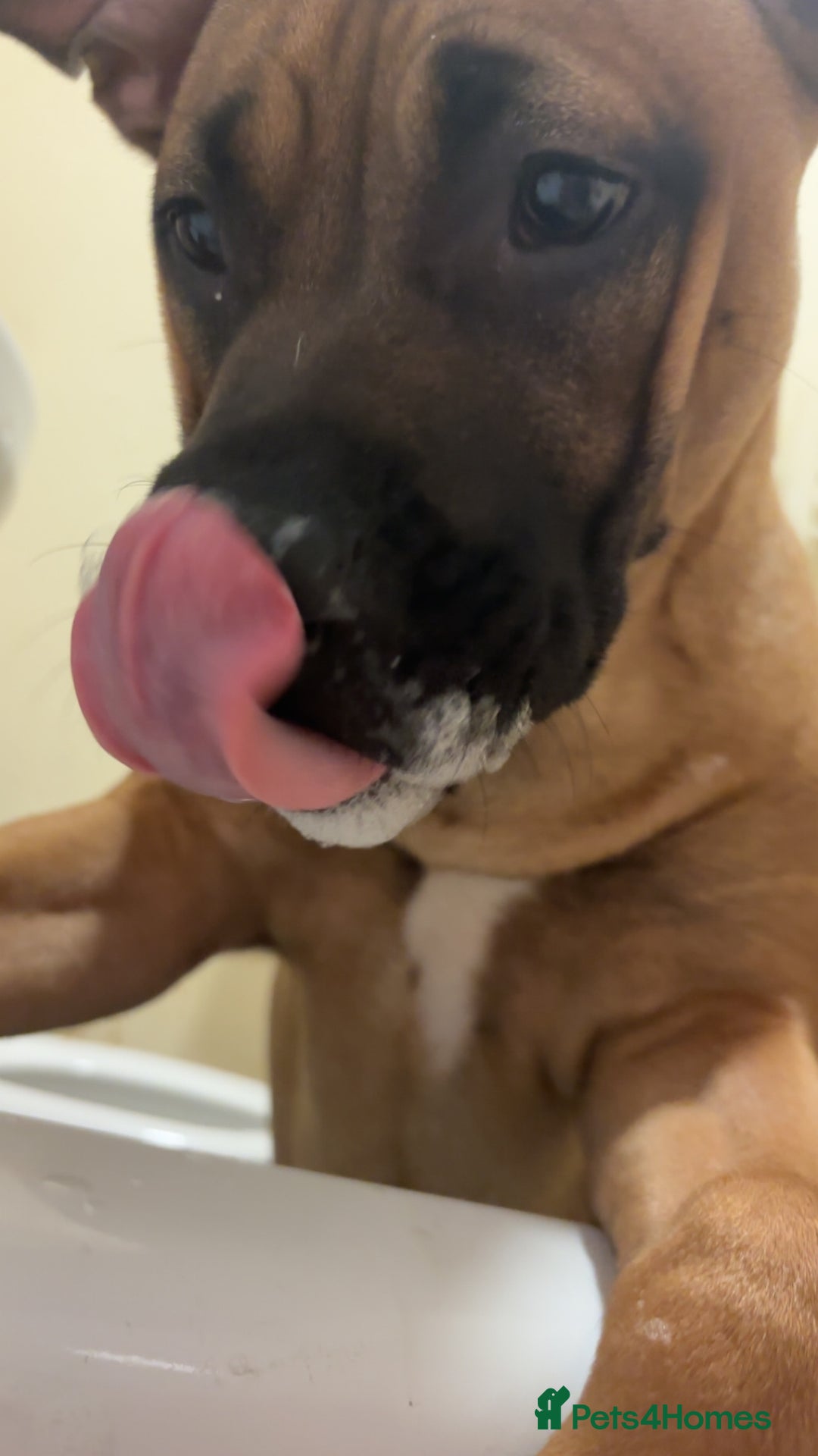 Staffordshire Bull Terrier dogs for sale: Lola is an bubbly staffy - Advert 5