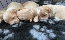 Maltipoo dogs for sale: Outstanding F1 Maltipoo Puppies - Image 24