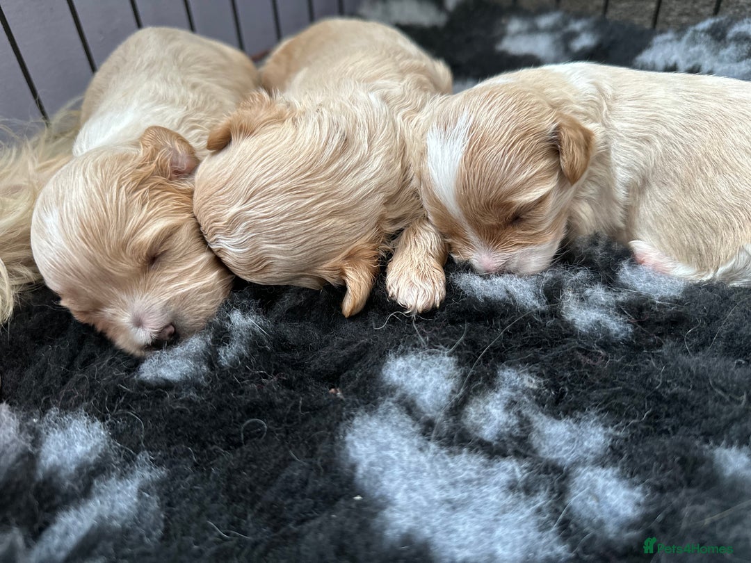 Maltipoo dogs for sale: Outstanding F1 Maltipoo Puppies - Image 24