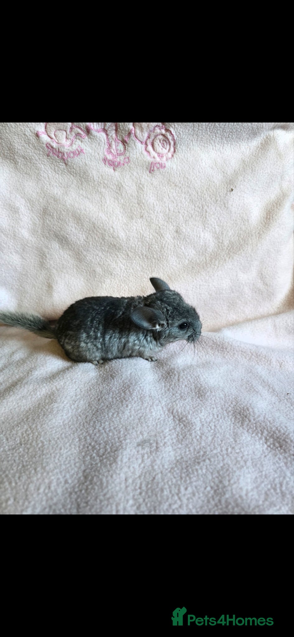 Chinchilla rodents Chinchilla kit - Advert 6