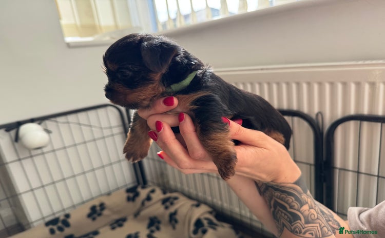Yorkshire Terrier dogs - Advert 11