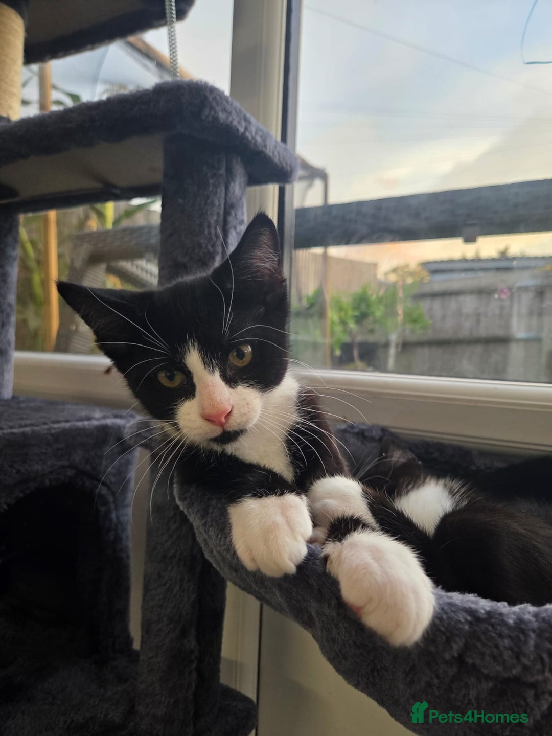 British Shorthair cats for sale: Black and white tuxedo malekittens  - Advert 3