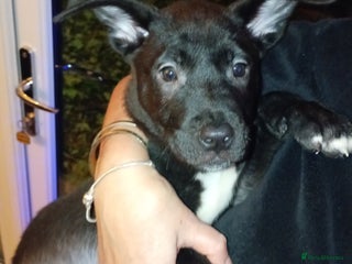 Mixed Breed dogs - Advert 31