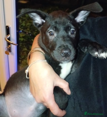 Mixed Breed dogs - Advert 6