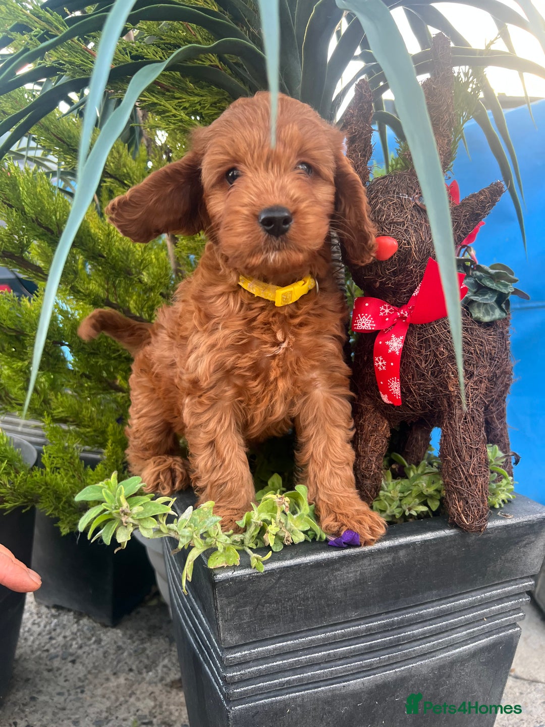 Cockapoo dogs for sale: LAST GIRL!!!!! F1 Cockapoo Puppies!!! - Advert 16