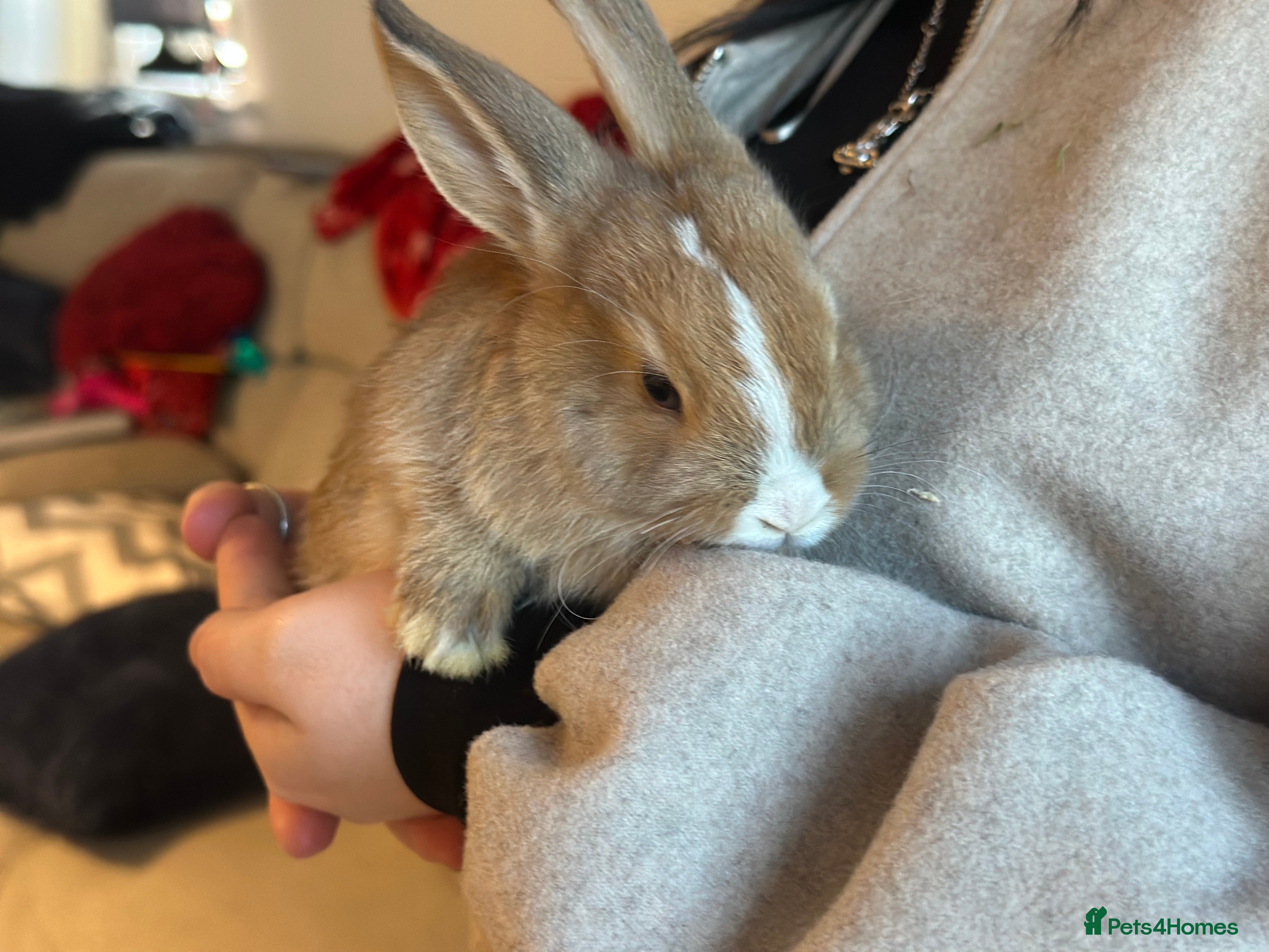 Mixed Breed rabbits Baby bunnies - Advert 3