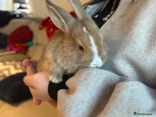 Mixed Breed rabbits Baby bunnies - Advert 3