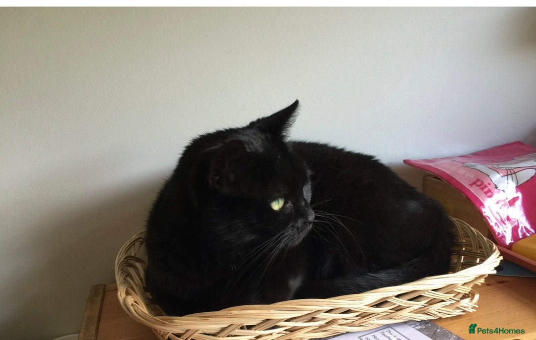 British Shorthair cats for sale: Gentle, Chatty Toby Needs a New Family to Love - Advert 3