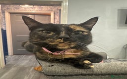 Domestic Shorthair cats for sale: Kitten for sale. Family pet.  - Image 1