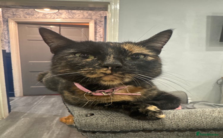 Domestic Shorthair cats - Advert 4