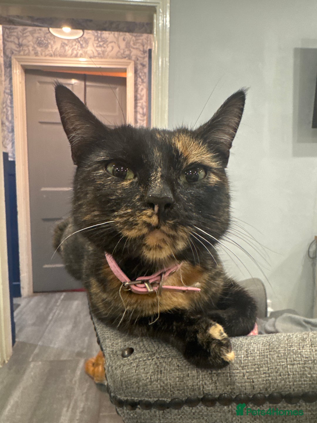 Domestic Shorthair cats for sale: Kitten for sale. Family pet.  - Image 1