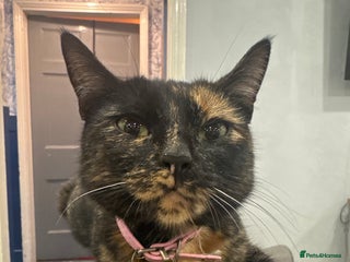 Domestic Shorthair cats for sale - Advert 1