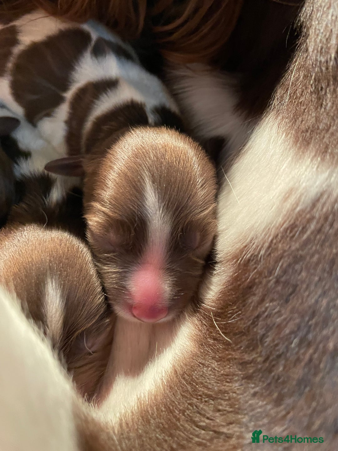 English Springer Spaniel dogs for sale: Gorgeous ESS Puppies-Heavily Marked Liver & White - Image 4