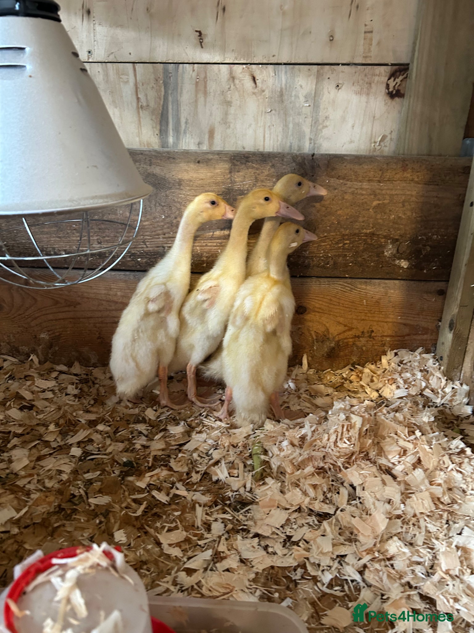 Ducks poultry  4weeks old white runners ducklings unsexed - Advert 15