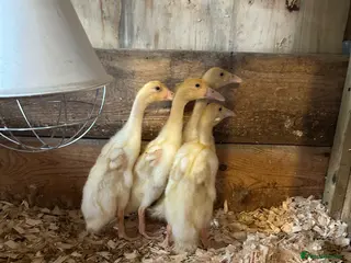 Ducks poultry 4weeks old white runners ducklings unsexed - Advert 15