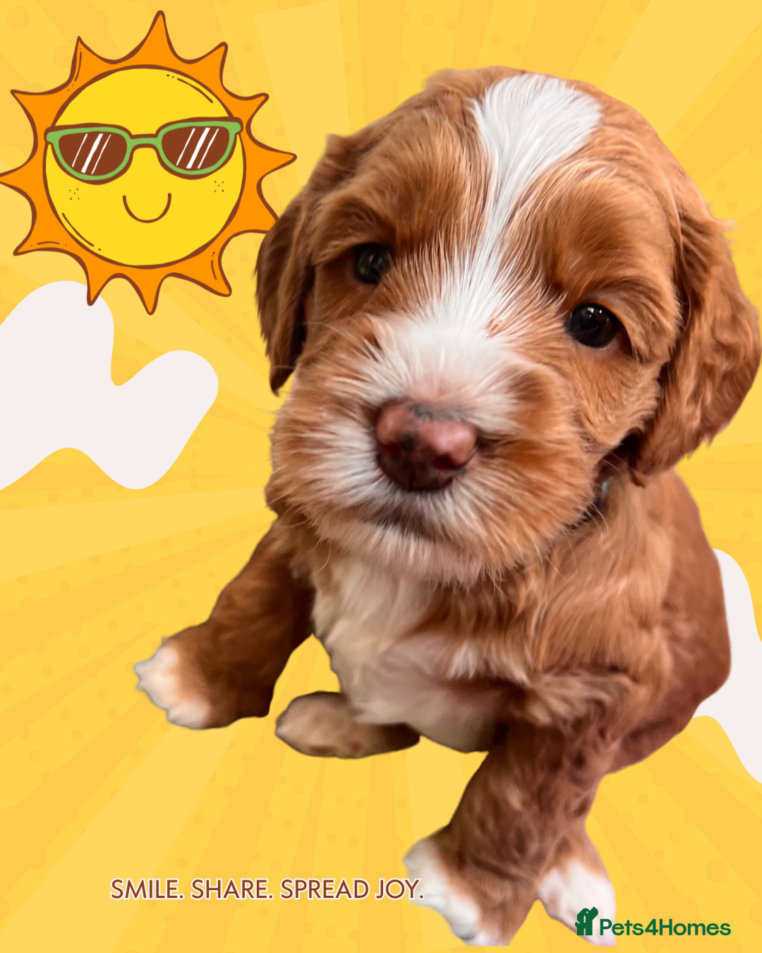 Australian Labradoodle dogs Tiny Tails,Big♥️Australian labradoodle - Advert 3