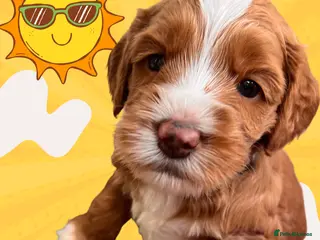 Australian Labradoodle dogs Tiny Tails,Big♥️Australian labradoodle - Advert 3
