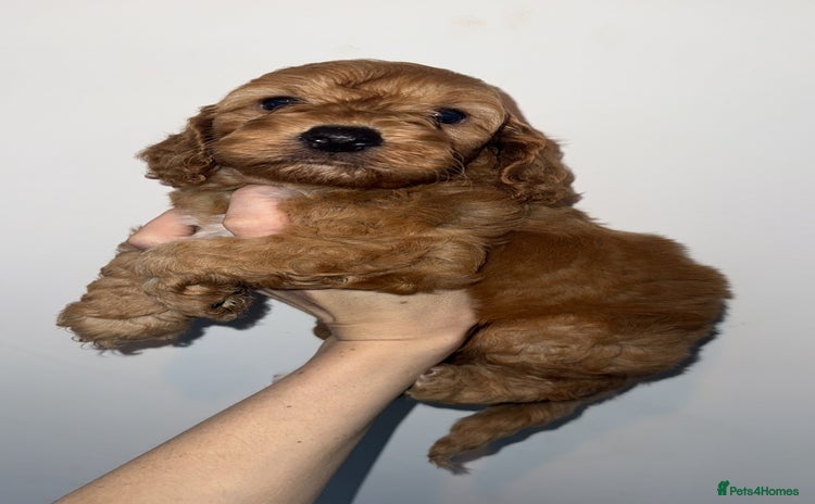Cockapoo dogs - Advert 3