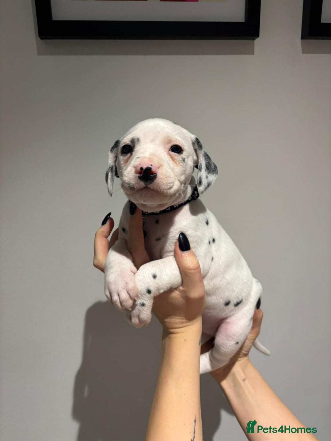 Dalmatian dogs for sale: Dalmatians for Sale (Last 2 Boys Left) - Advert 9