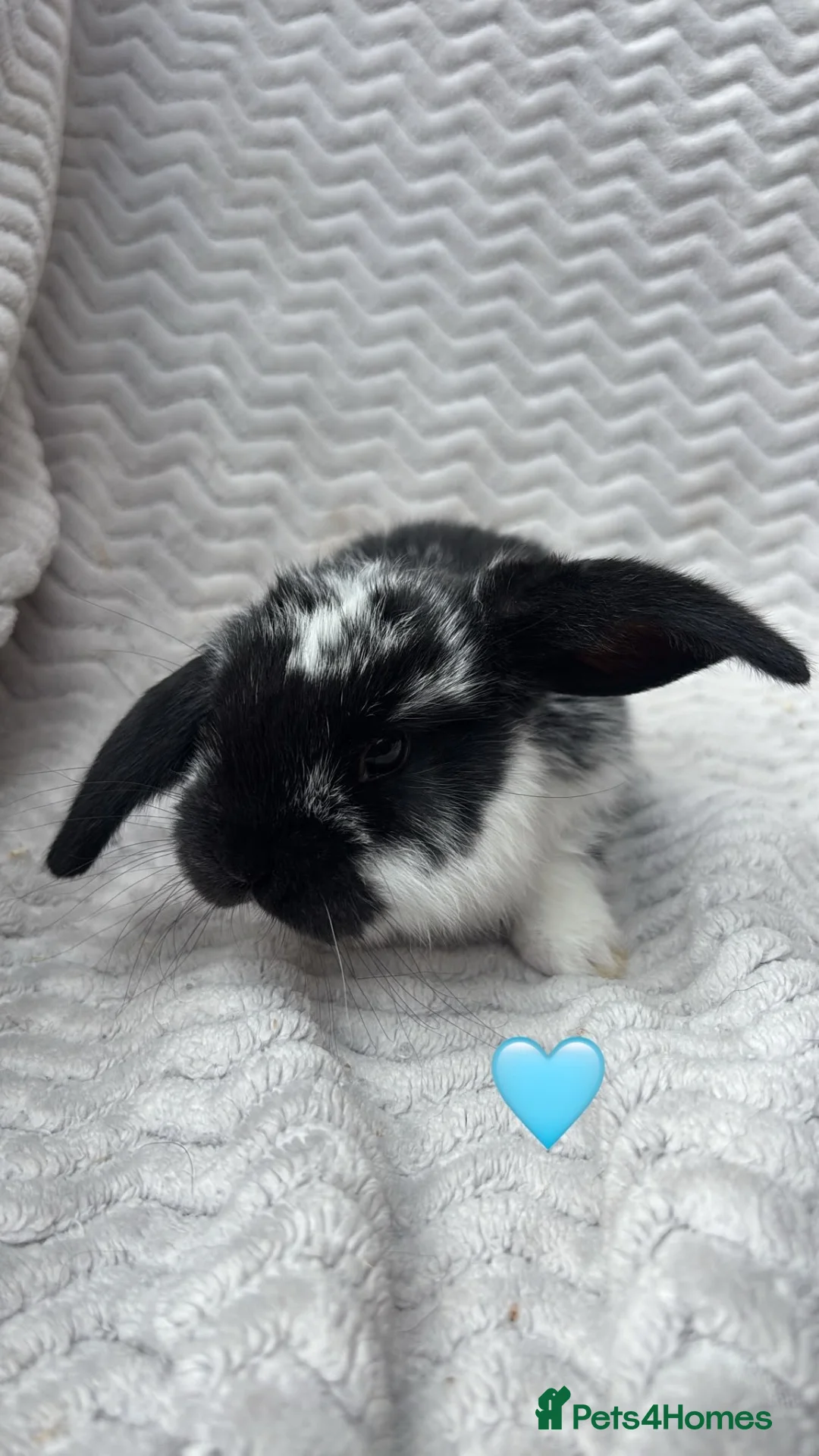 French Lop rabbits for sale: Beautiful French lops - Advert 6
