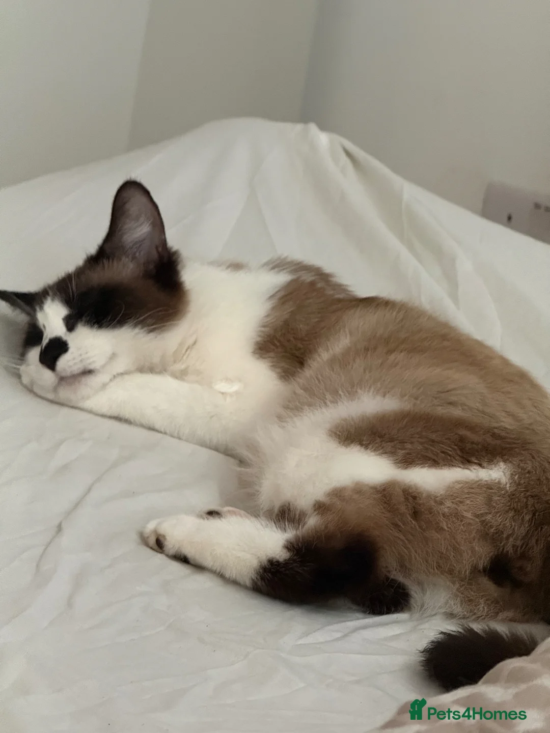 Mixed Breed cats for sale: Snowshoe kittens  - Advert 2