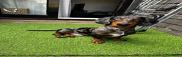 Dachshund dogs for stud: Black & Grey Standard Dachshund Stud Blue&GreenEye in London - Advert 4