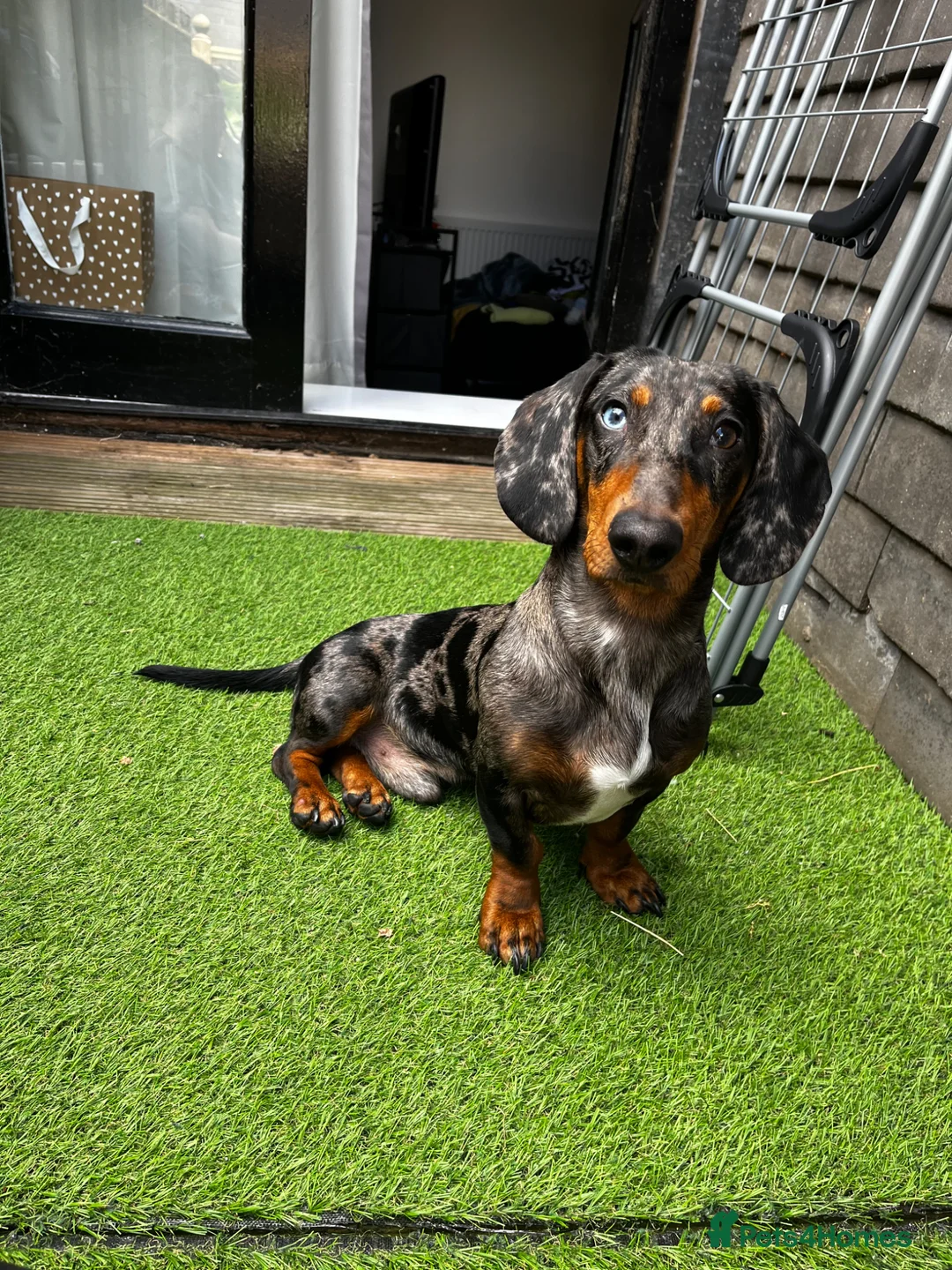Dachshund dogs for stud: Black & Grey Standard Dachshund Stud Blue&GreenEye - Advert 2