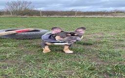 French Bulldog dogs for stud: Blue/Tan/White Frenchie Stud - KC & Fluffy Carrier in Edinburgh - Image 3