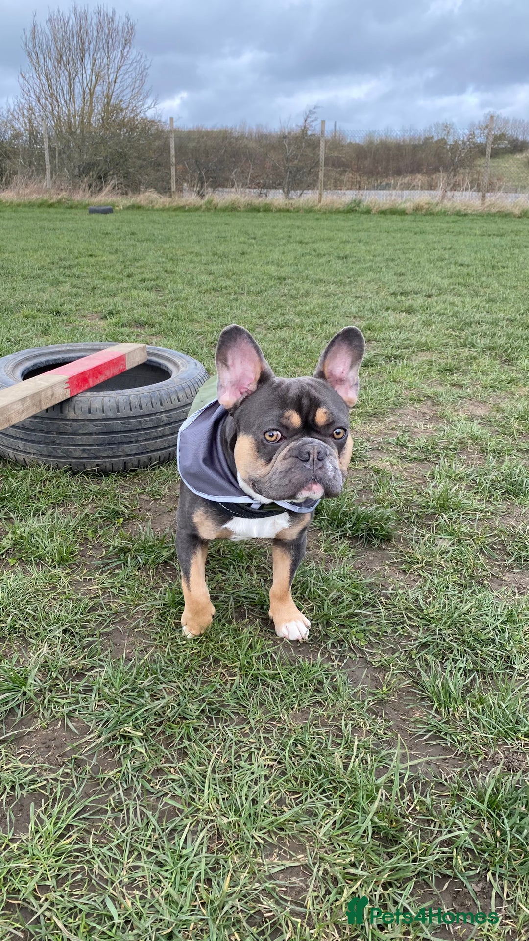 French Bulldog dogs for stud: Blue/Tan/White Frenchie Stud - KC & Fluffy Carrier in Edinburgh - Image 3