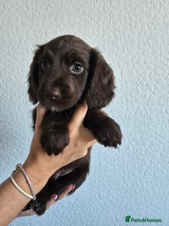 Cocker Spaniel dogs - Advert 3