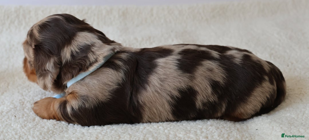 Miniature Dachshund dogs for sale: 5StarsLicensed+LongHaired+KC+PRAClear+VetChecked - Image 9