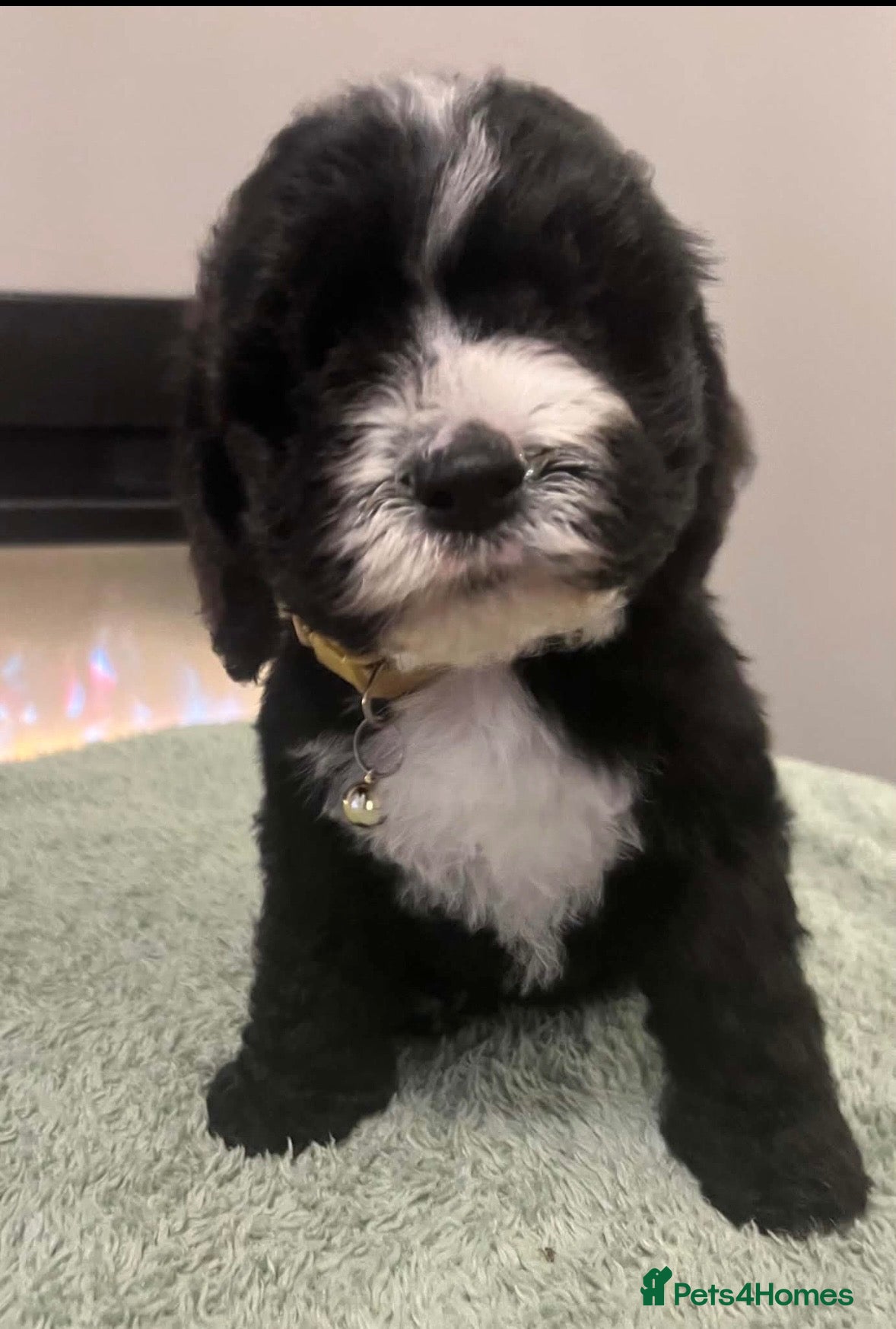 Sheepadoodle dogs Miniature Sheepadoodles - Advert 1
