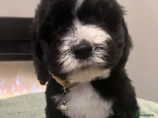 Sheepadoodle dogs Miniature Sheepadoodles - Advert 1