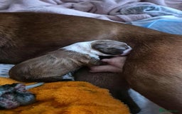 Boston Terrier dogs for sale: Red & white male Boston terrier - Image 7