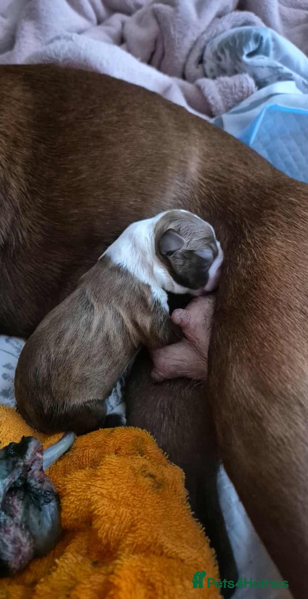 Boston Terrier dogs for sale: Red & white male Boston terrier - Image 7