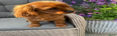 Cavalier King Charles Spaniel Puppy 1